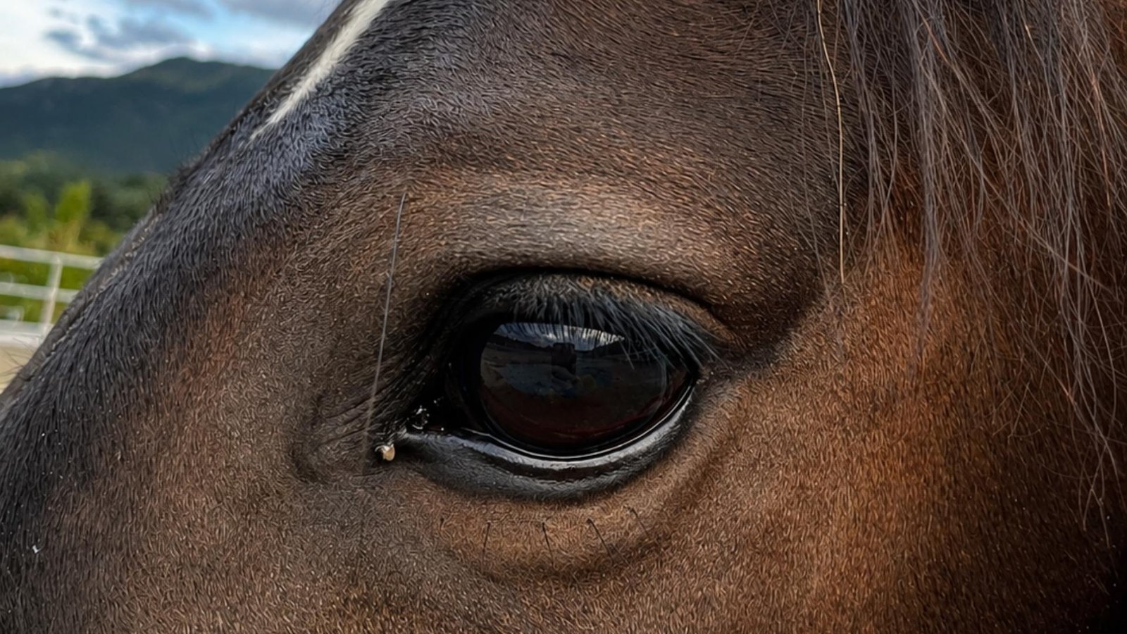 Clic Horse