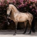 Qué debe incluir una ficha comercial de un caballo PRE