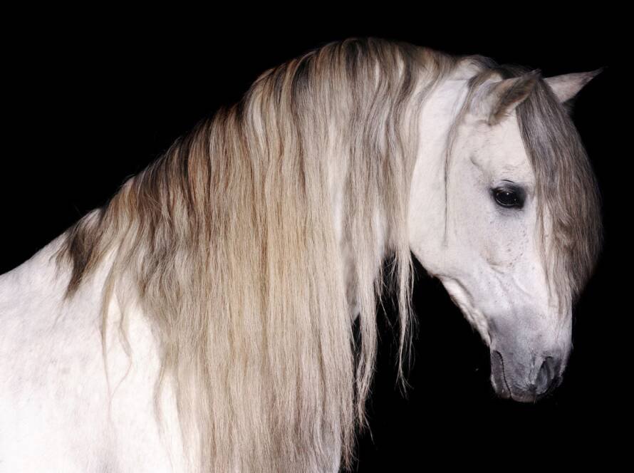 Caballo Pura Raza Español