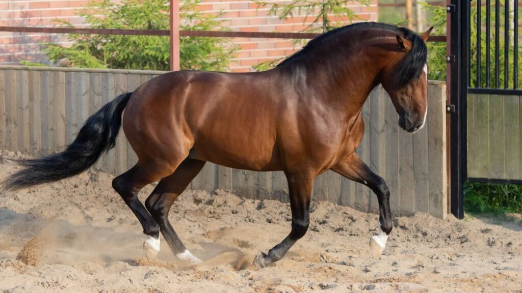 Caballo Pura Raza Español - Clic Horse