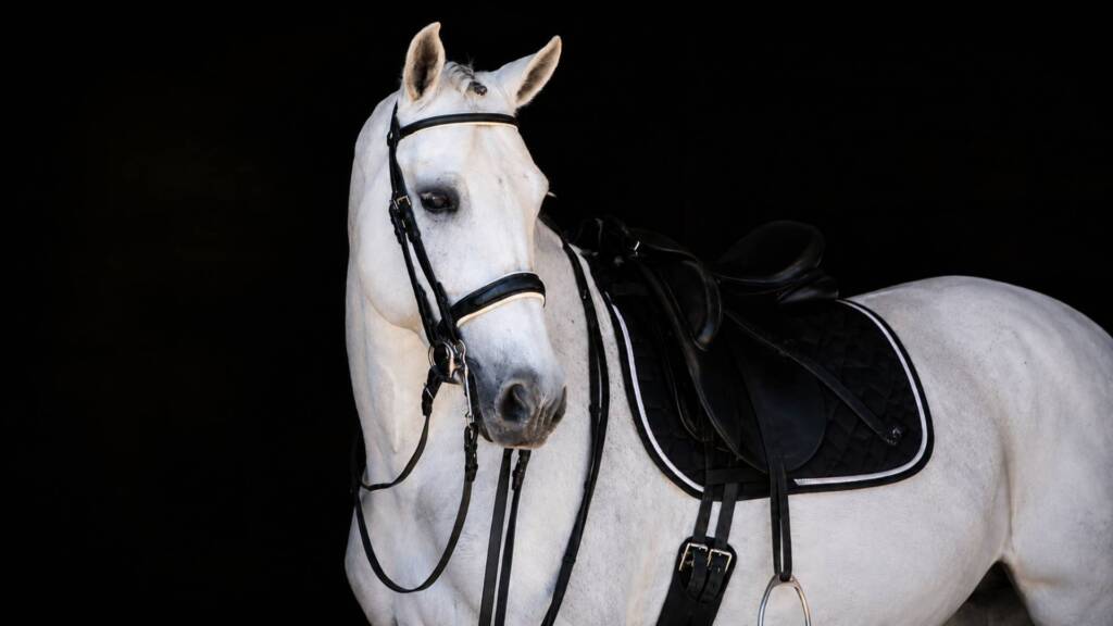 Caballo Pura Raza Española tordo preparado para doma y valoración profesion
