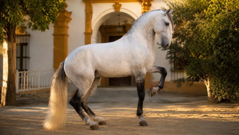 Historia del caballo español