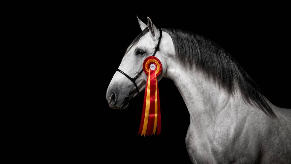 Caballo Pura Raza Española en SICAB mostrando la elegancia característica de la raza.
