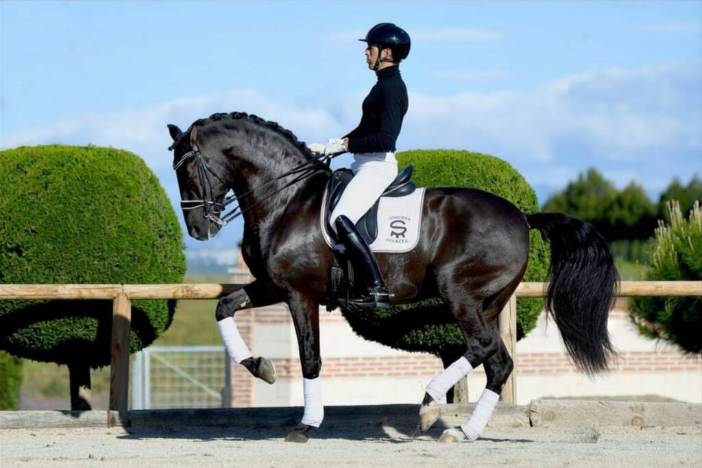 Poeta de Susaeta, Campeón del Mundo del PRE de Yeguada Susaeta, montado por Guillermo García Ayala