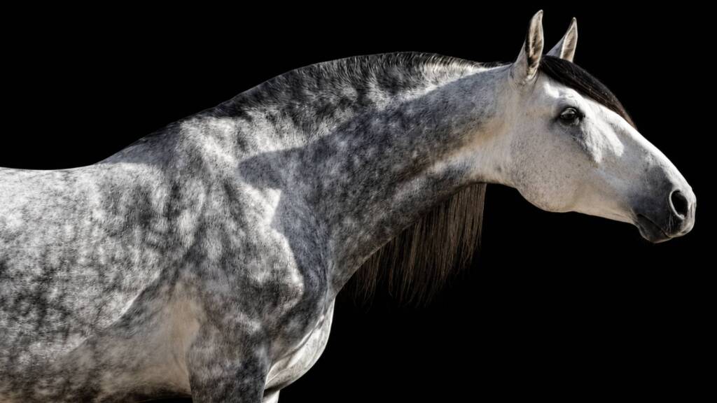 Comprar caballo PRE: ejemplar tordo de Pura Raza Española en perfil lateral.