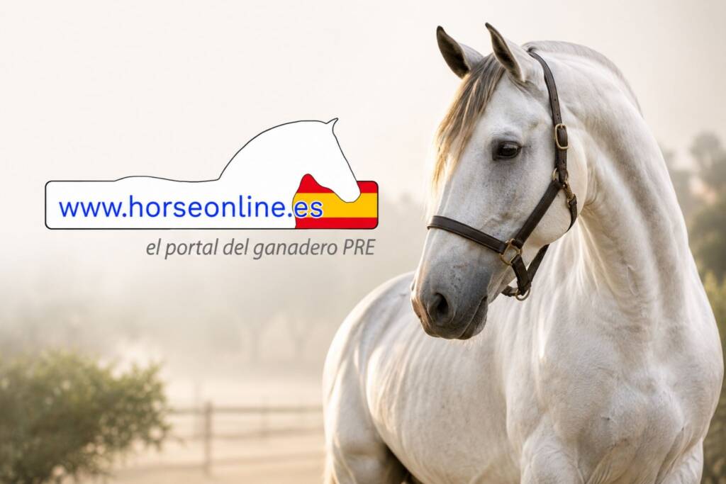 Precio caballo PRE: caballo de Pura Raza Española junto al logotipo de horseonline.es, el portal de venta de caballos PRE creado por ANCCE.