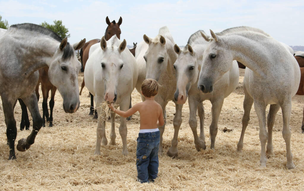 Yeguas Pura Raza Española de Yeguada Susaeta junto a un niño en la finca