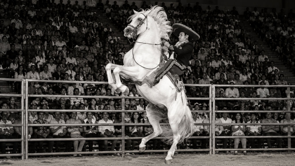 El Palomo, famoso caballo PRE de Antonio Aguilar vinculado a la familia Peralta, durante una exhibición ecuestre