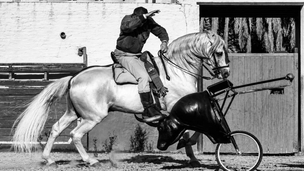 Jinete de la familia Peralta montando un caballo blanco durante un ejercicio ecuestre