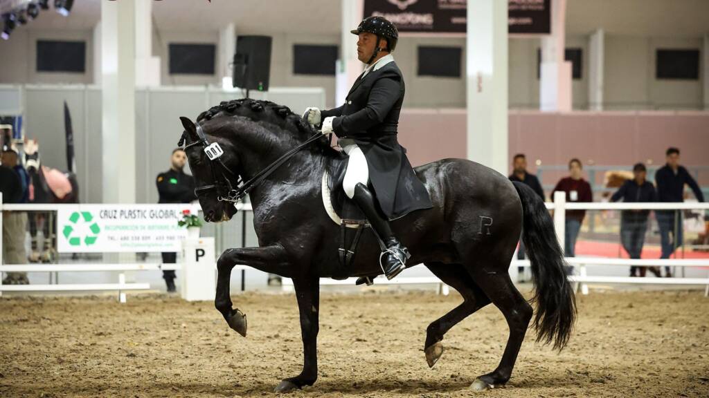 Furioso CAP II, caballo PRE cartujano negro de Familia Peralta, campeón de Alta Escuela