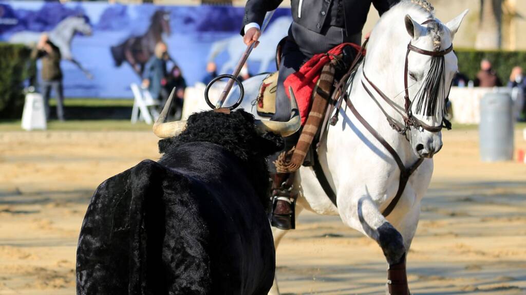 Ilustre AP IV, caballo PRE tordo de línea cartujana de Familia Peralta