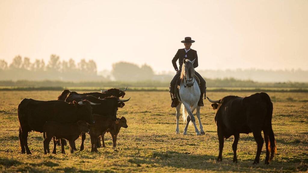 Jinete de Familia Peralta montando un caballo PRE entre ganado en el campo