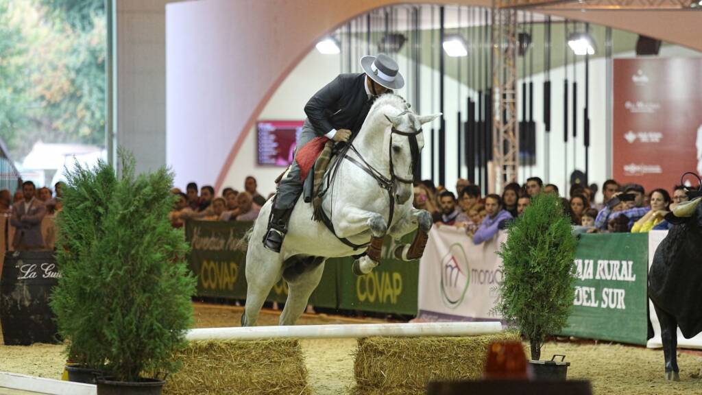 León AP, caballo PRE tordo de Familia Peralta, campeón de Equitación de Trabajo en SICAB