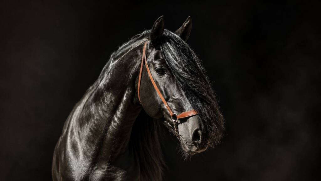 León AP III, caballo PRE de Familia Peralta, retratado por Carlos Núñez