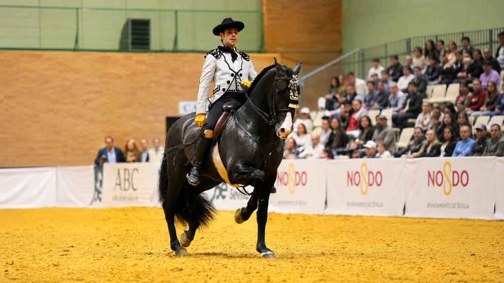 Olímpico Peralta, caballo PRE de Familia Peralta, campeón de Alta Escuela en SICAB 2024