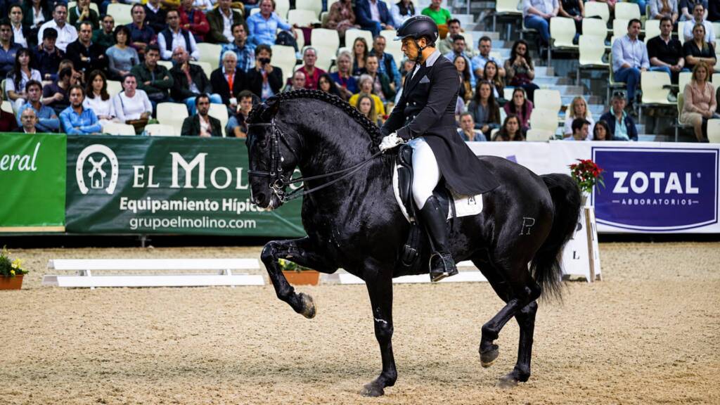 Quinto AP, caballo PRE de Familia Peralta, realizando un ejercicio de doma clásica