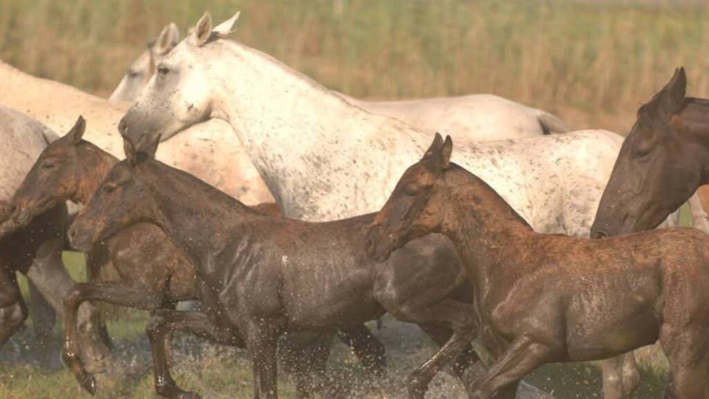 Yeguas y potros PRE de Familia Peralta en el Rancho El Rocío