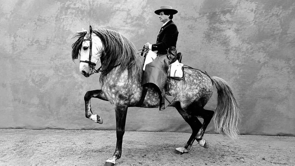 Rafael Peralta montando a Rumboso XI, caballo PRE de estirpe cartujana