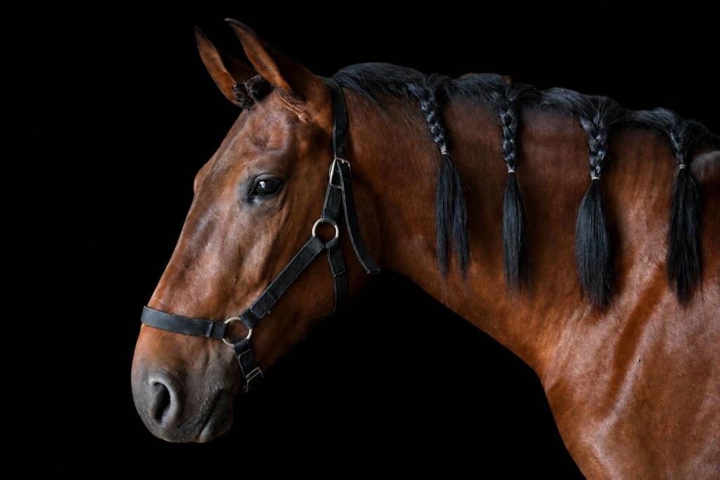 Caballos PRE y marketing digital ecuestre