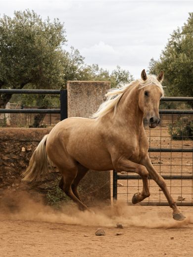 Quilate GM, caballo PRE palomino en venta