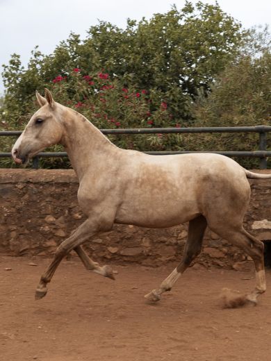 Sueño GM, potro PRE palomino en movimiento