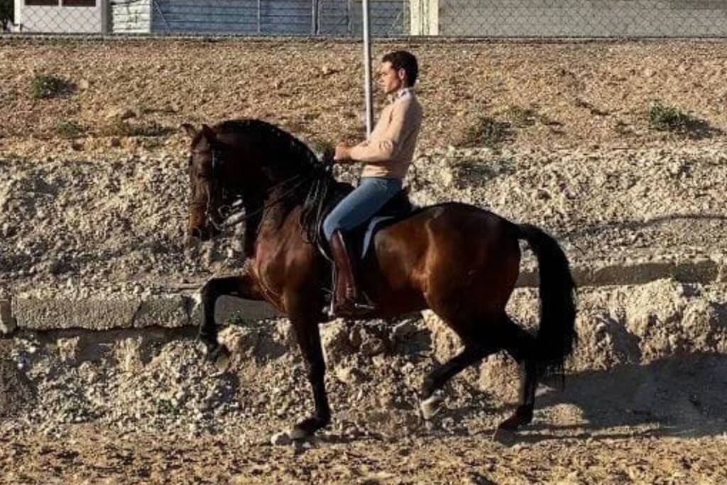 Antonio Angulo montando a Jugador, caballo Pura Raza Española de la ganadería Tamarit-Campuzano de Écija