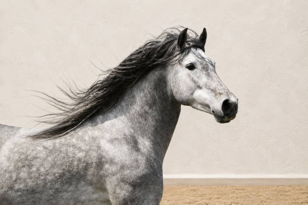 Caballo PRE tordo de perfil con crin oscura.