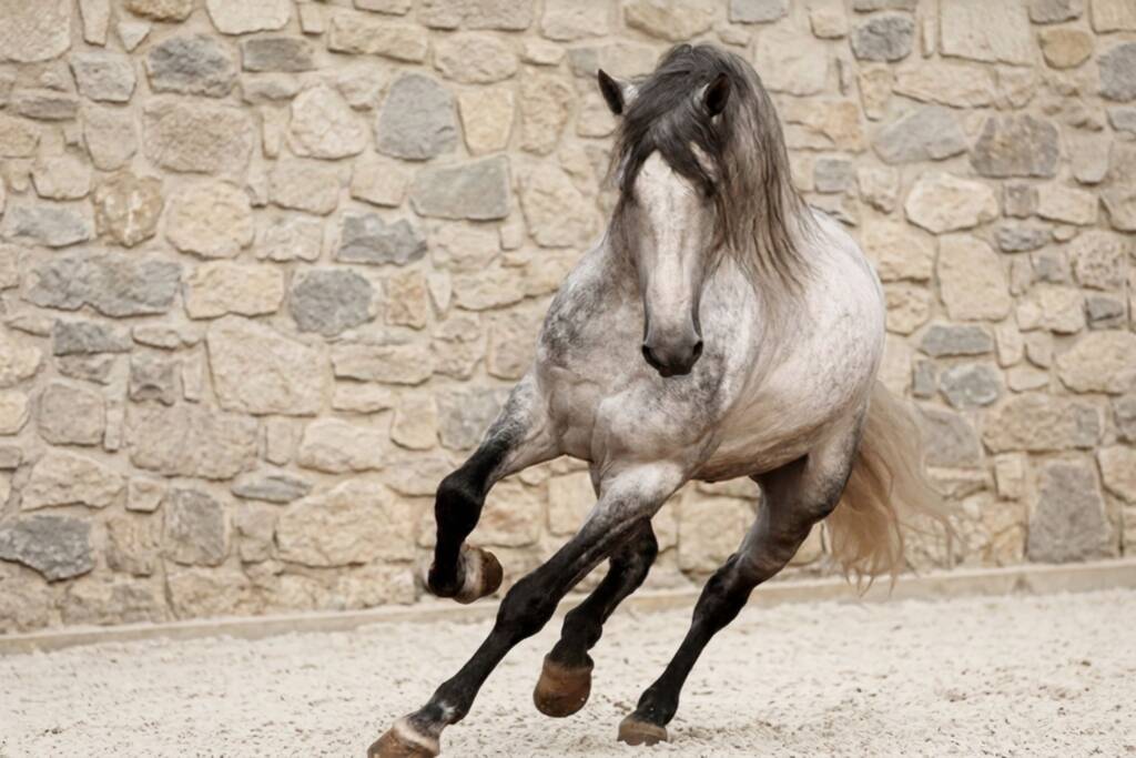 Caballo PRE tordo en movimiento, ejemplo de líneas de sangre caballo PRE
