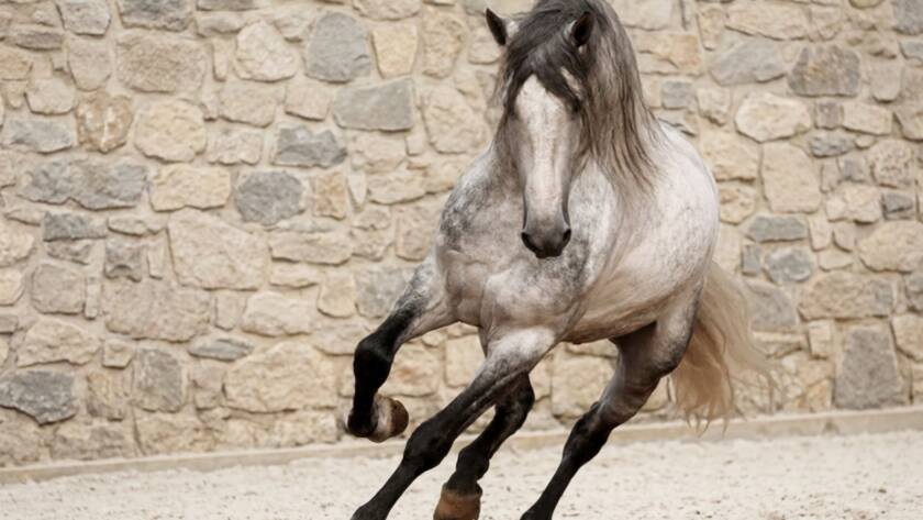 Caballo PRE tordo en movimiento, ejemplo de líneas de sangre caballo PRE