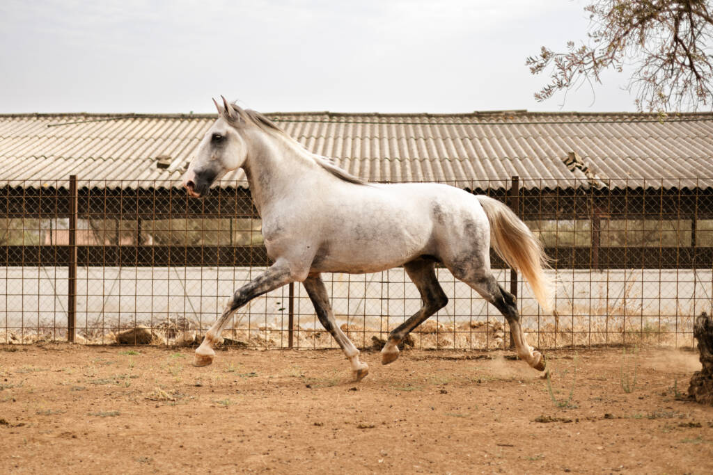 Nabuco SAR, caballo Pura Raza Española tordo