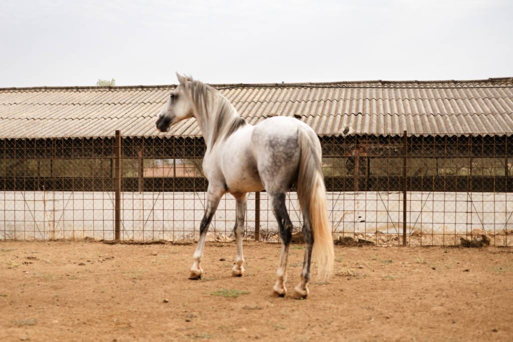 Caballo PRE tordo Nabuco SAR durante el movimiento