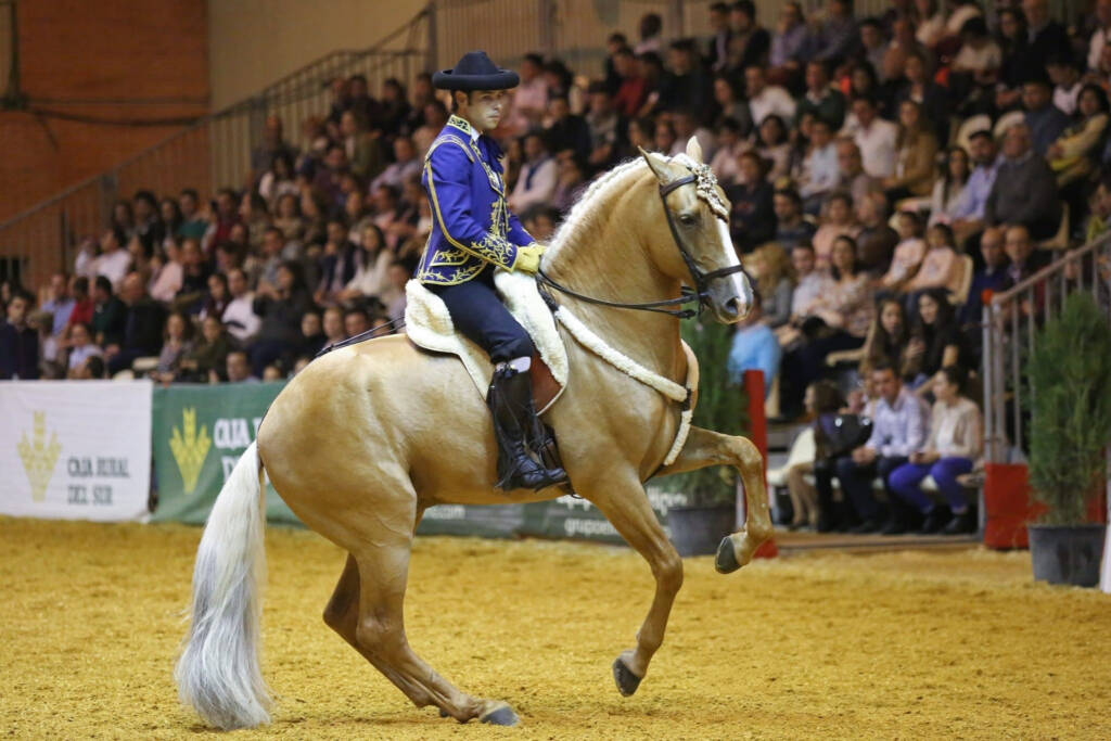 Quedado AP II, caballo palomino PRE, montado por Antonio Angulo Serrato