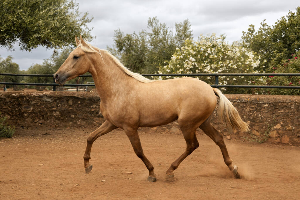 Quilate GM, caballo PRE palomino en venta