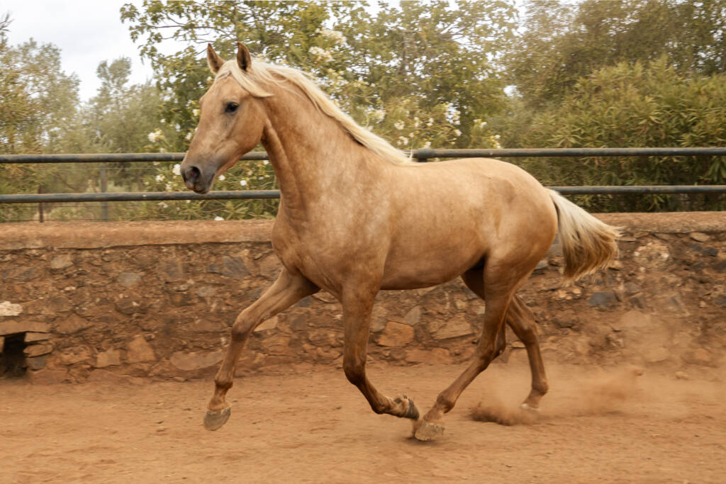 Caballo PRE en venta Quilate GM, capa Palomino Dorado