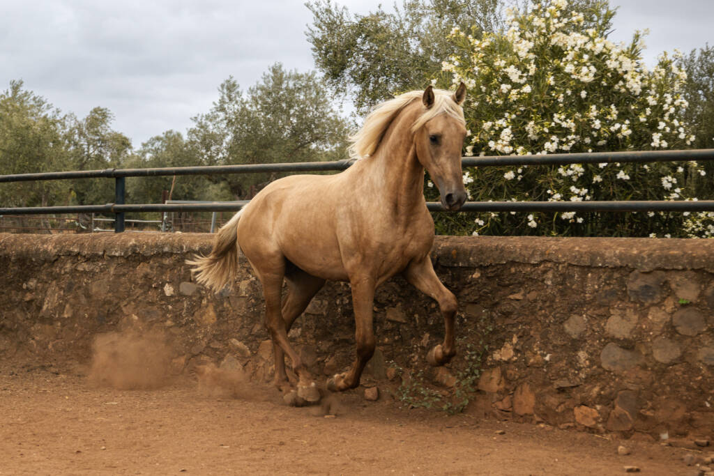 Quilate GM, caballo PRE palomino de capa dorada