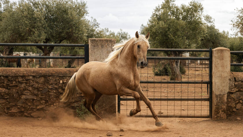 Vender caballo: Quilate GM, potro Pura Raza Española palomino