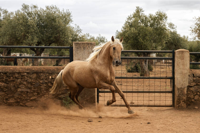 Vender caballo: Quilate GM, potro Pura Raza Española palomino