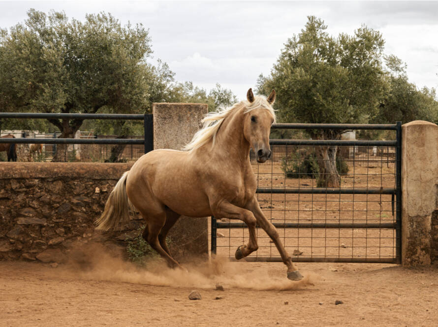 Vender caballo: Quilate GM, potro Pura Raza Española palomino