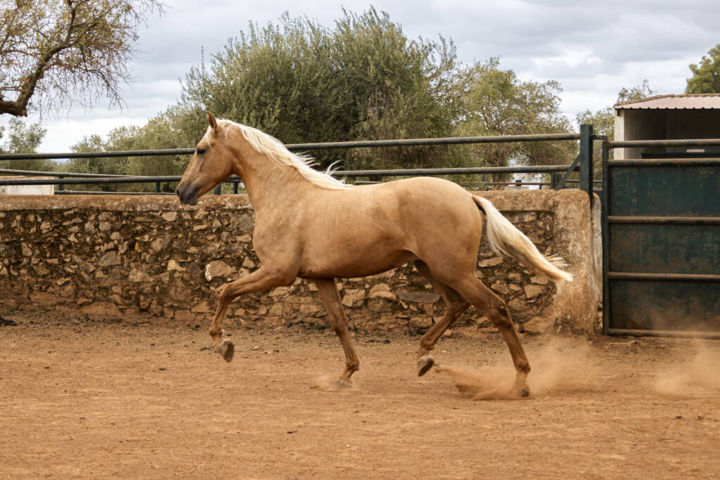 Quilate GM, caballo PRE joven en movimiento