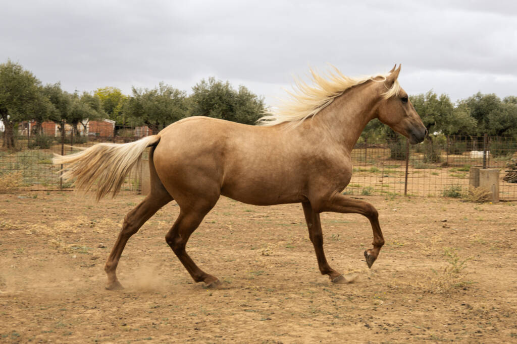 Caballo PRE palomino Quilate GM en Higuera la Real