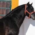 Genealogía del caballo PRE: cómo conocer sus líneas de sangre