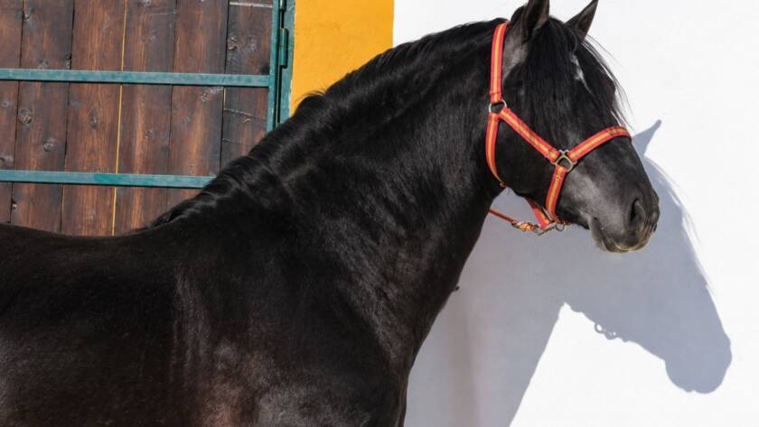 Semental Estremeño II de Yeguada El Hinojal, en Montánchez