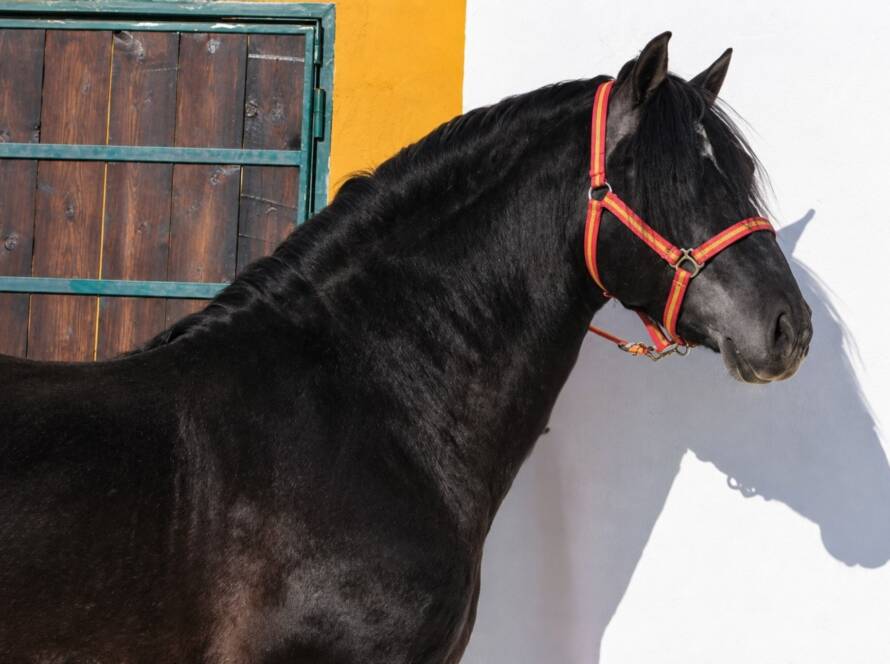 Semental Estremeño II de Yeguada El Hinojal, en Montánchez