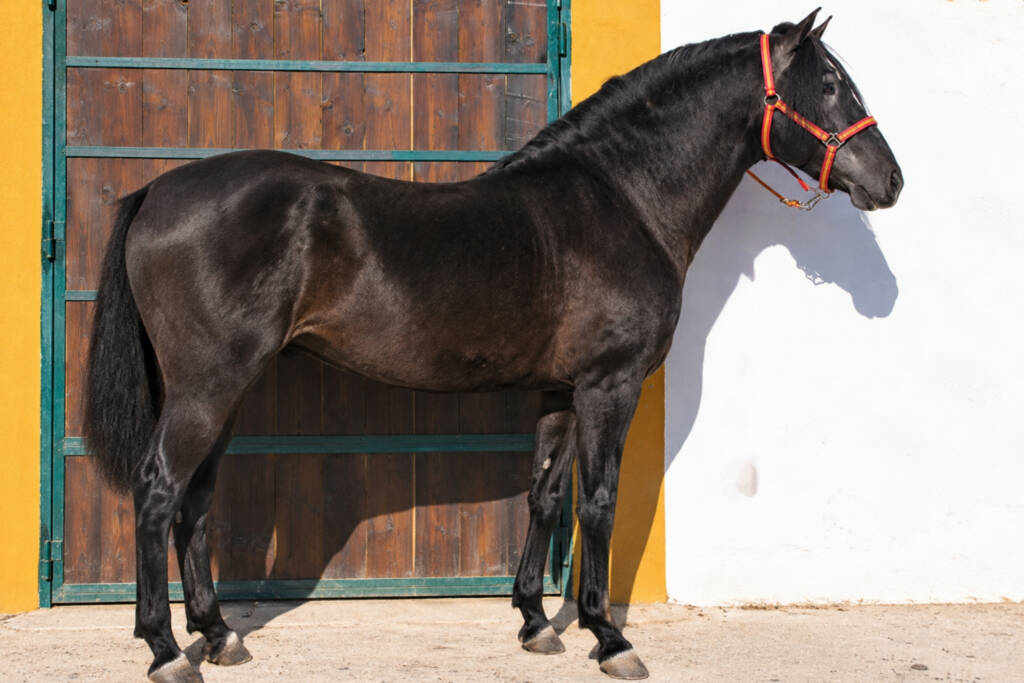 Semental Estremeño II de Yeguada El Hinojal, en Montánchez
