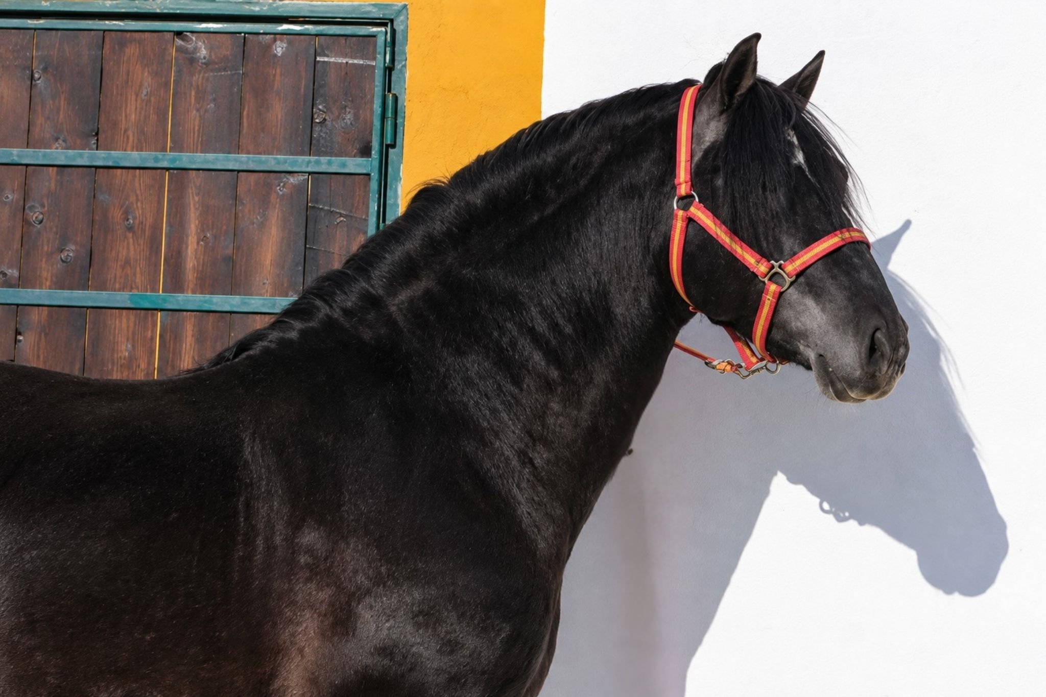 Semental Estremeño II de Yeguada El Hinojal, en Montánchez