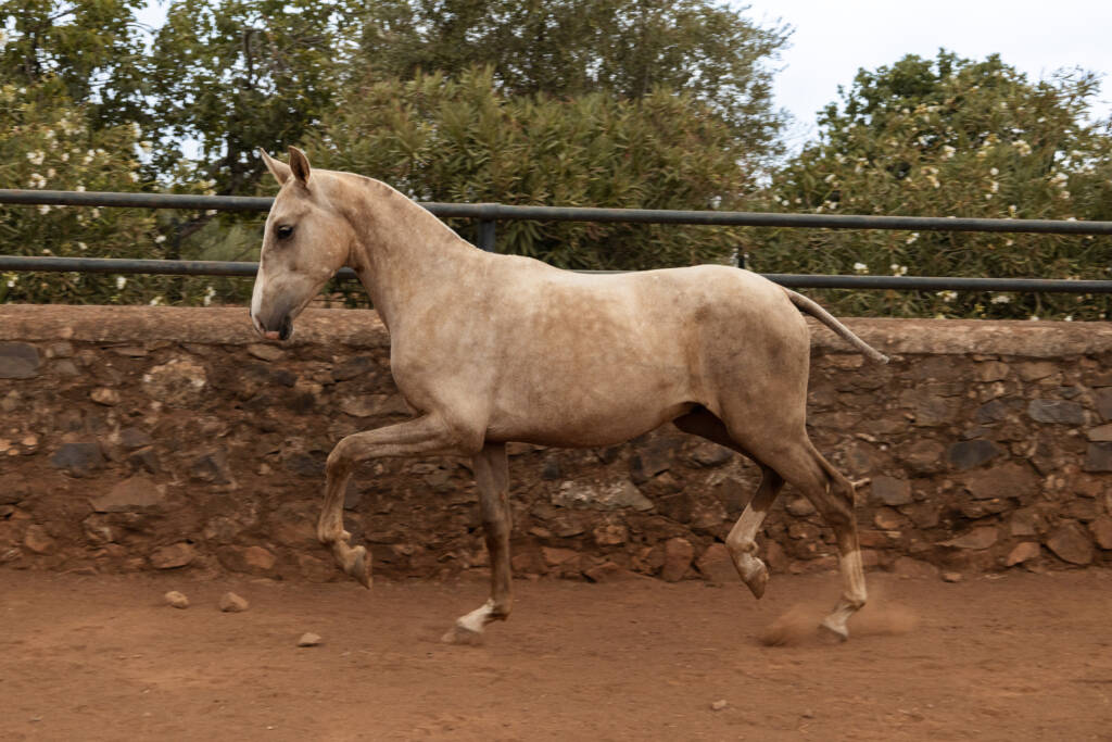 Sueño GM, ejemplar Pura Raza Española palomino