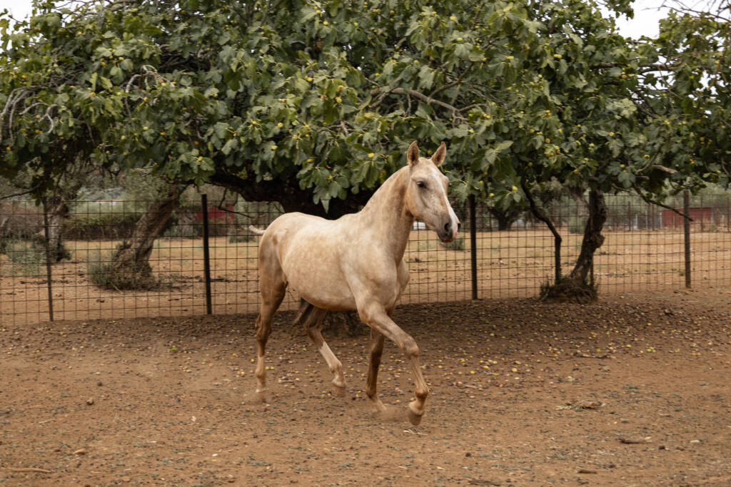 Sueño GM, potro palomino Pura Raza Española