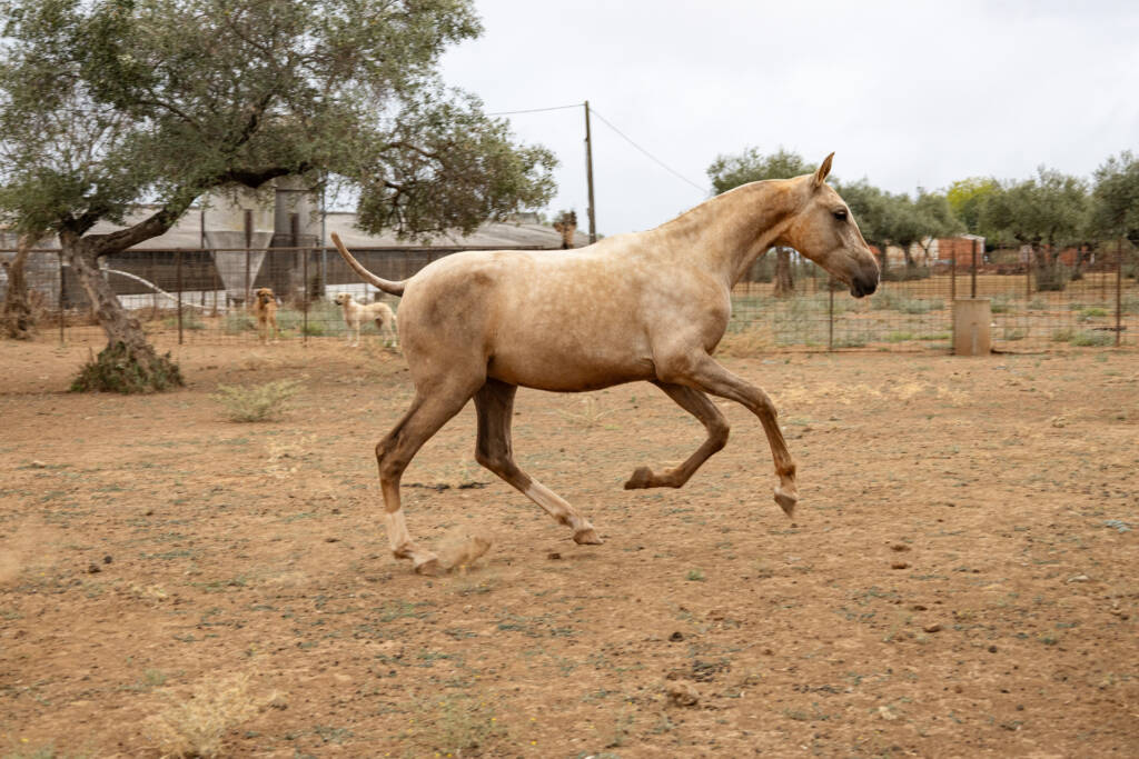 Potro PRE Sueño GM de capa palomino