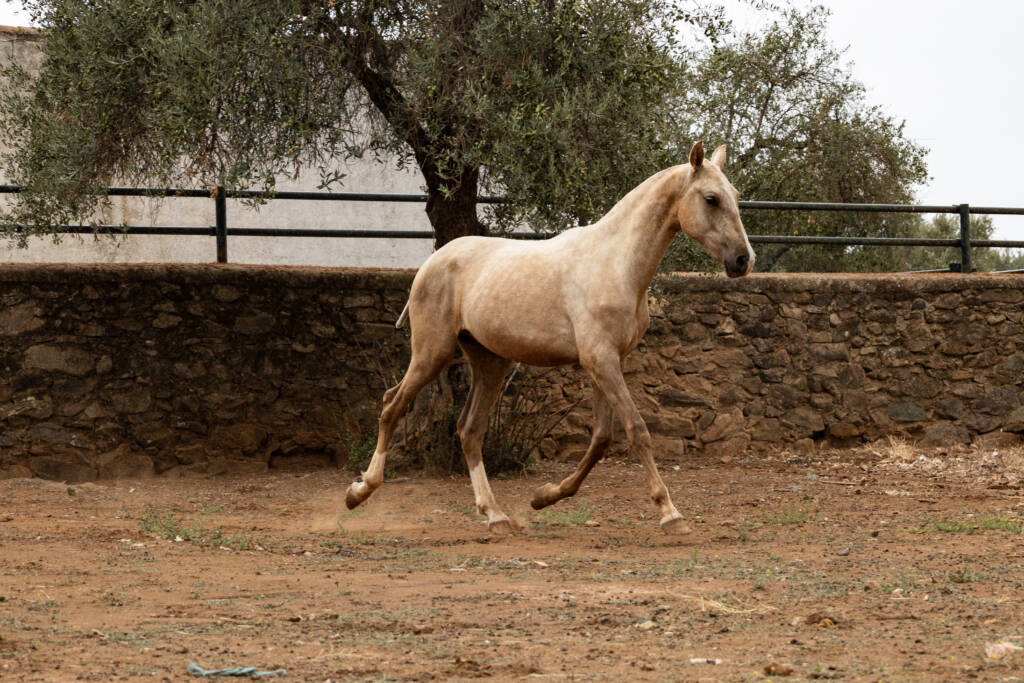 Sueño GM, potro PRE palomino de gran presencia