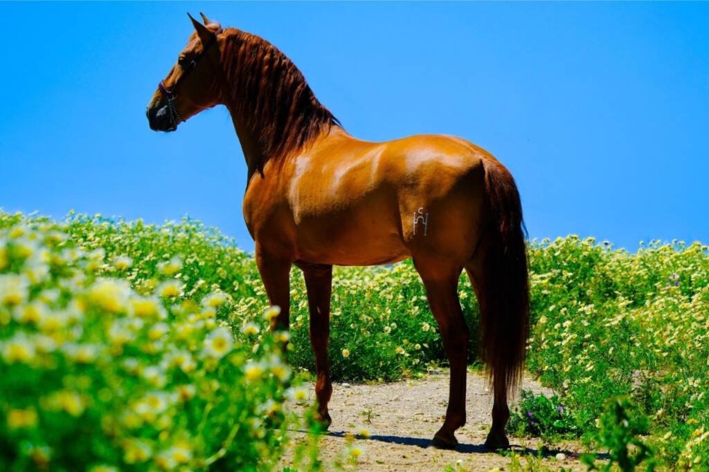 Caballo Cartujano marcado con el Hierro del Bocado en un campo de flores